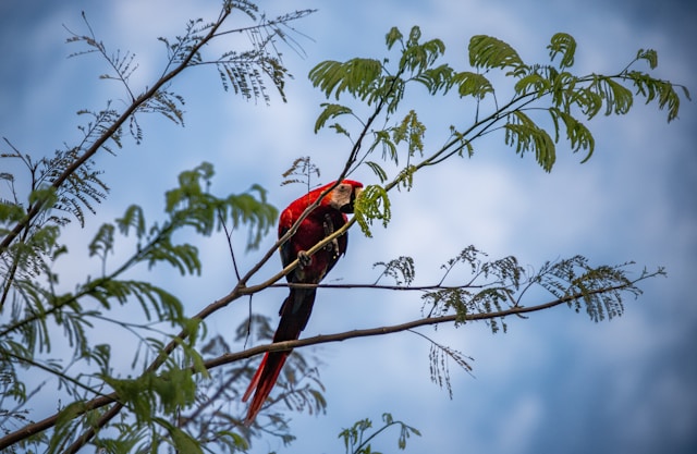 parrot sitting on a tree