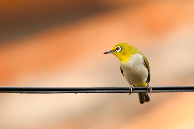 Birdwatching as a Tool for Ecotourism in New Zealand