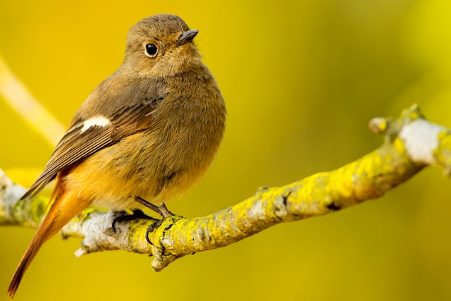 Photographing New Zealand’s Birds: Tips from a Pro