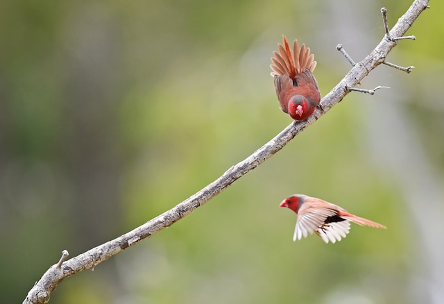 Conservation Success Stories: Birds Saved from Extinction