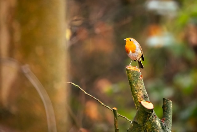 Bird Banding and Research Initiatives in New Zealand