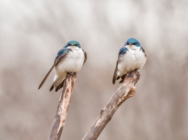 Bird Photography Tips for Capturing New Zealand’s Avian Diversity