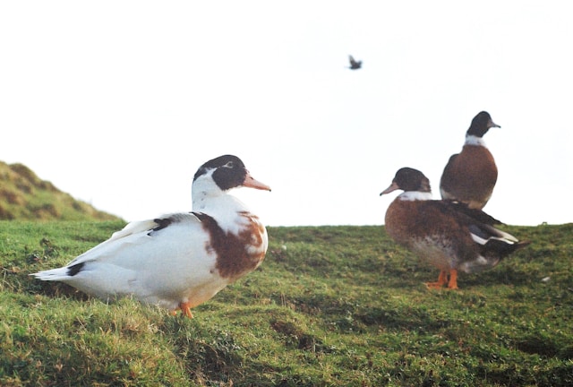 A Beginner’s Guide to Birdwatching in New Zealand