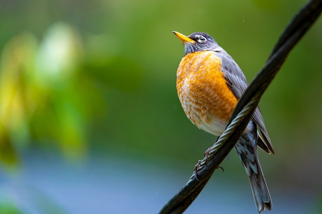 Māori Mythology and Bird Symbolism