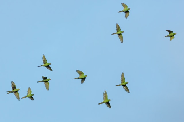 The Future of Ornithology in New Zealand: Challenges and Opportunities