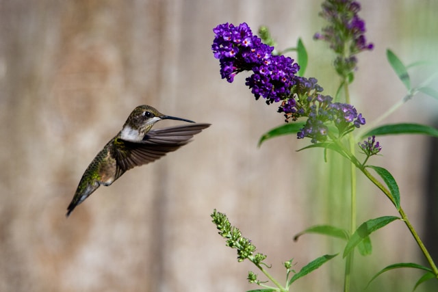 Birdwatching with Kids: Family-Friendly Activities and Locations