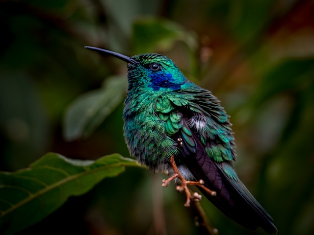 The Impact of Invasive Species on New Zealand Birdlife