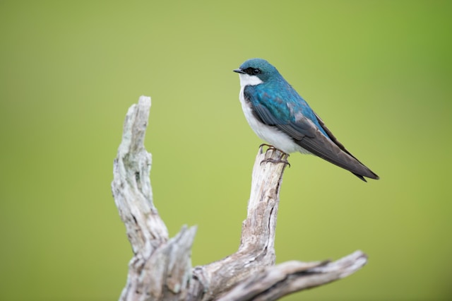 Climate Change and its Impact on New Zealand Bird Species