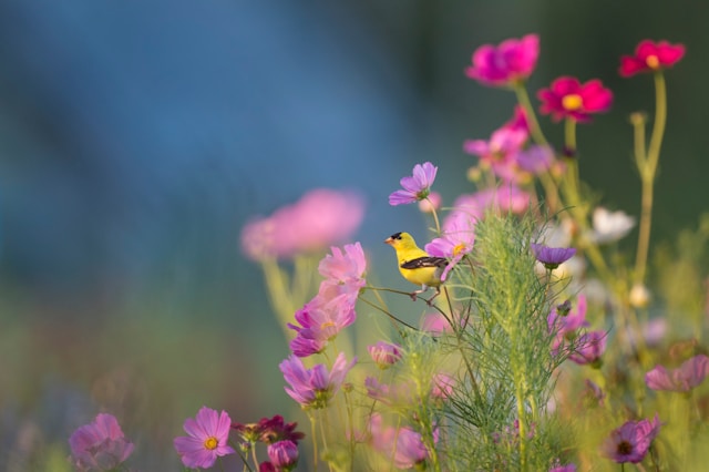 New Zealand’s Role in Global Bird Conservation Efforts