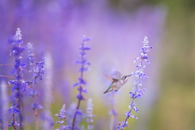 Bird Behavior Studies in New Zealand: Insights and Discoveries