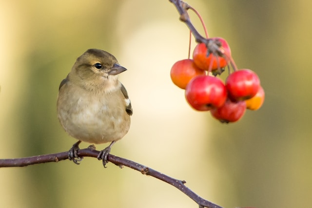 Birdwatching Hotspots Across the North Island