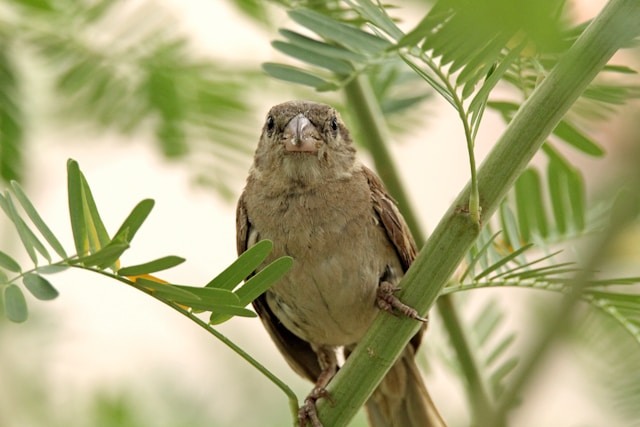 The Role of Citizen Science in Bird Conservation