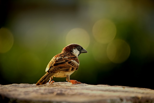 The Fascinating Mating Rituals of New Zealand’s Birds