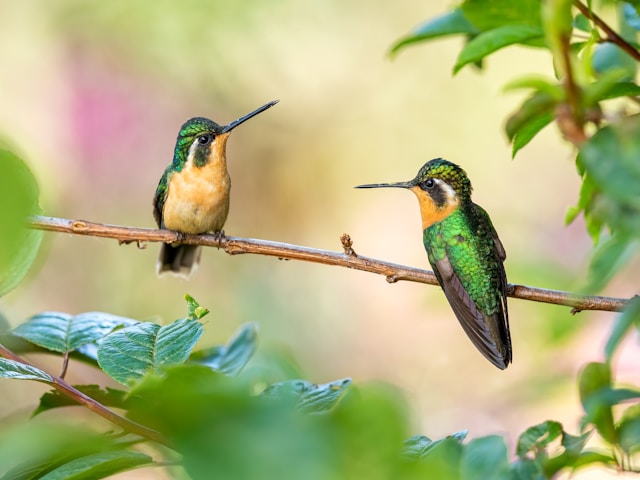 Birdsong and its Importance in New Zealand’s Ecosystems