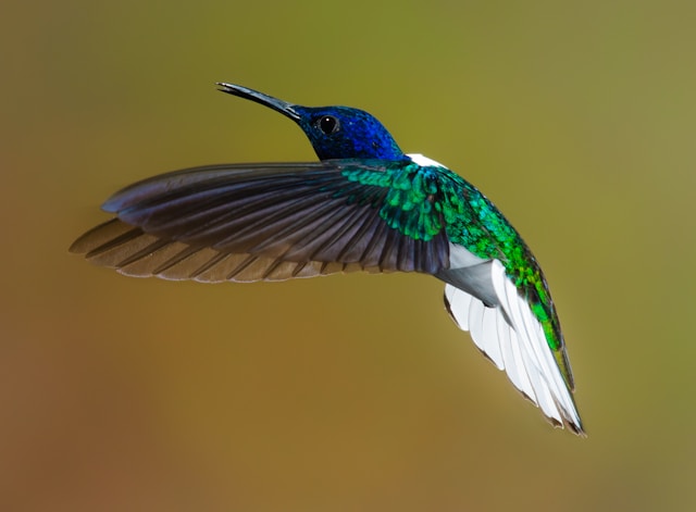 Rare and Elusive Birds of New Zealand